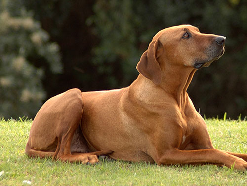 Dog Dock Diving @ Polo Grounds