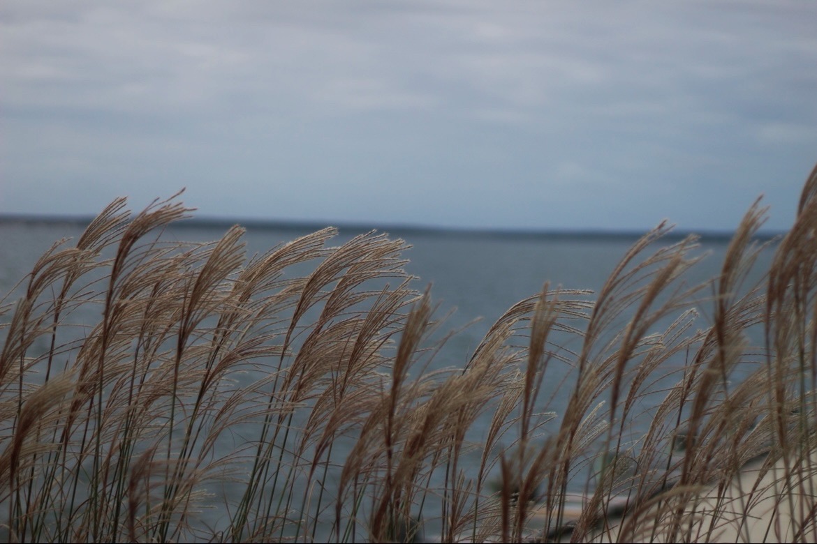 Kailei Moschinger - Soft Golden Feathers - Elizabeth Casuccio Onunu